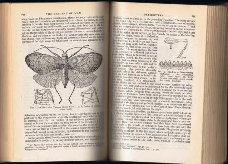 Boeken prehistorie: Twee pagina s uit de The descent of man van Charles Darwin