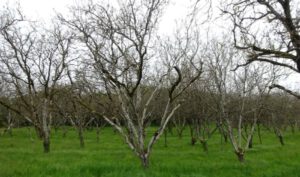 Dordogne Notenbomen