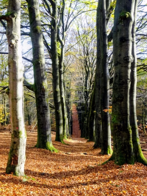 Koningslaan Veluwezoom