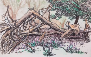 Veluwezoom tekening van omgevallen boom nabij de Posbank