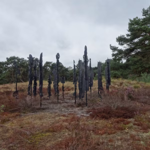 Boshoverheide